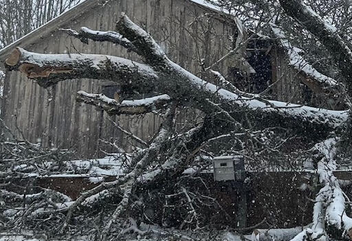 Tree fallen from storm damage needing emergency tree removal in Portland Oregon
